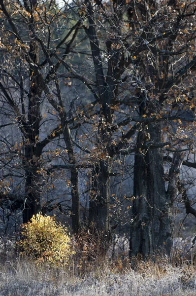 Escarcha de otoño en la hierba y los árboles —  Fotos de Stock