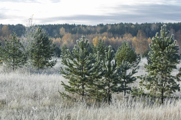 Paisaje Brillante Mañana Helada Bosque — Foto de Stock