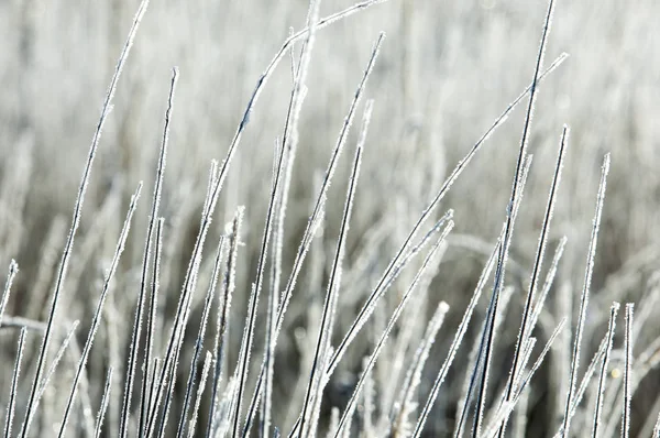 Sonbahar Frost'un çim ve ağaçların üzerinde — Stok fotoğraf