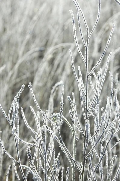 A fű és a fák őszi frost — Stock Fotó