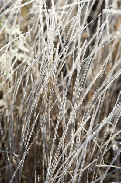 Autumn frost on the grass and trees — Stock Photo, Image