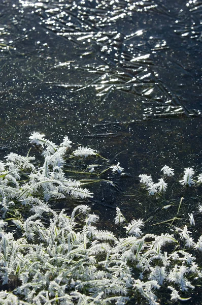 Escarcha de otoño en la hierba y los árboles — Foto de Stock