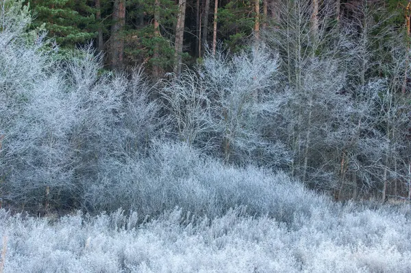 Осенние морозы на траве и деревьях — стоковое фото