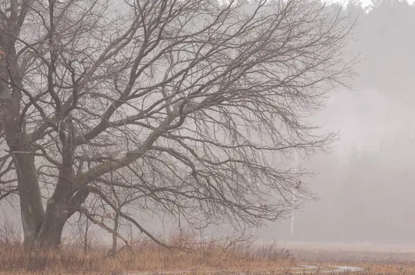 Spätherbstnebel — Stockfoto