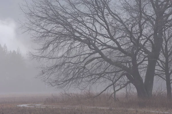 Pozdní podzimní mlha — Stock fotografie