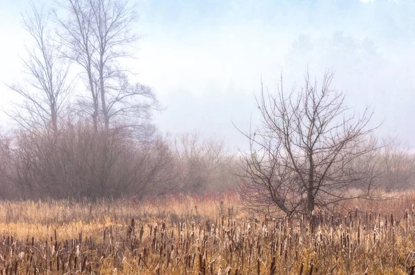 Nebbia tardo autunno — Foto Stock