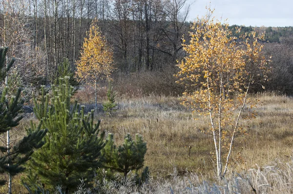 Sonbahar Frost'un çim ve ağaçların üzerinde — Stockfoto