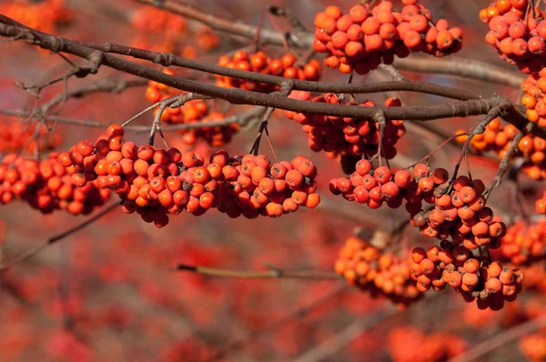 Rowan. rowanberry. Üvez ağacı. Üvez. yaban kül — Stok fotoğraf