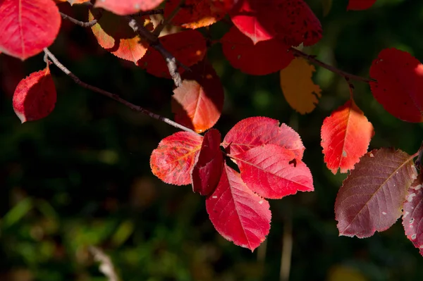 En underbar tid att falla — Stockfoto