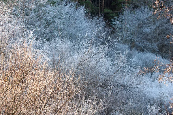 Autumn frost on the grass and trees — Stock Photo, Image