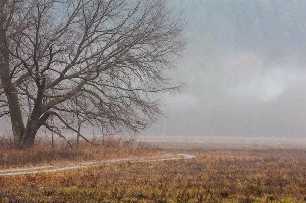 Parco autunnale. back end . — Foto Stock