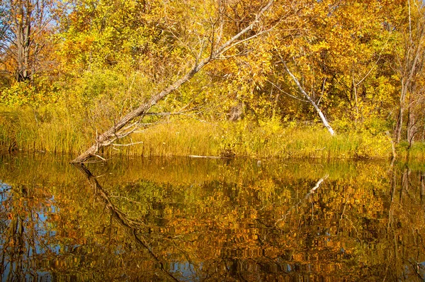 Fall River, Autumn trees in gold — Stock Photo, Image