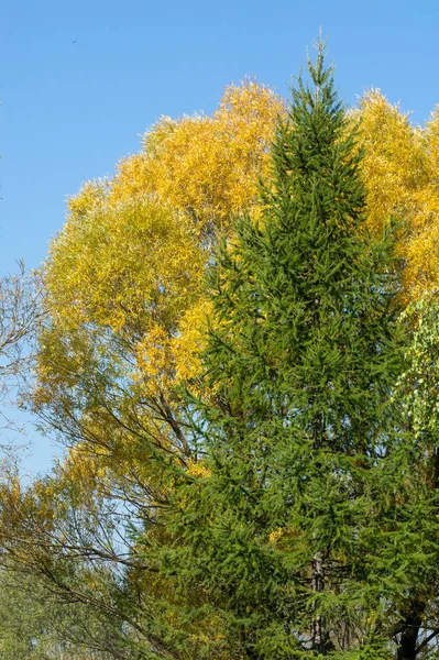 Otoño, otoño, caída de la hoja, caída de la hoja Imagen de stock