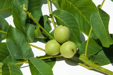 Ceviz süt kemâl (değil olgun, yeşil)