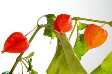 Physalis