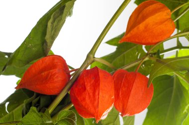 Physalis