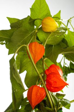 Physalis