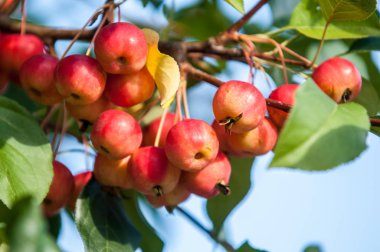  Yaban elması. Malus, gülgiller (Rosaceae) familyasından yaklaşık 3055 tür küçük yapraklı elma ağacı ya da çalıdan oluşur.