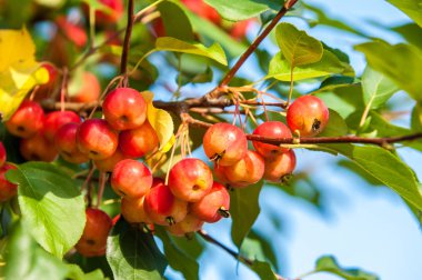  Yaban elması. Malus, gülgiller (Rosaceae) familyasından yaklaşık 3055 tür küçük yapraklı elma ağacı ya da çalıdan oluşur.