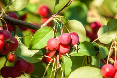  Yaban elması. Malus, gülgiller (Rosaceae) familyasından yaklaşık 3055 tür küçük yapraklı elma ağacı ya da çalıdan oluşur.
