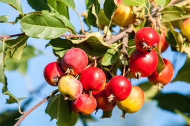  Yaban elması. Malus, gülgiller (Rosaceae) familyasından yaklaşık 3055 tür küçük yapraklı elma ağacı ya da çalıdan oluşur.