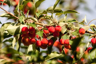  Yaban elması. Malus, gülgiller (Rosaceae) familyasından yaklaşık 3055 tür küçük yapraklı elma ağacı ya da çalıdan oluşur.