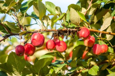  Yaban elması. Malus, gülgiller (Rosaceae) familyasından yaklaşık 3055 tür küçük yapraklı elma ağacı ya da çalıdan oluşur.