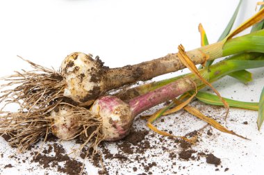 sarımsak. Sarımsak yaprak kök üzerinde olgunlaşmış değil