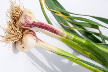 sarımsak. Sarımsak yaprak kök üzerinde olgunlaşmış değil