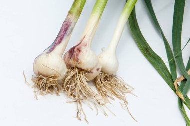 sarımsak. Sarımsak yaprak kök üzerinde olgunlaşmış değil