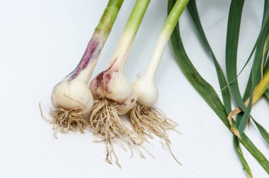 sarımsak. Sarımsak yaprak kök üzerinde olgunlaşmış değil