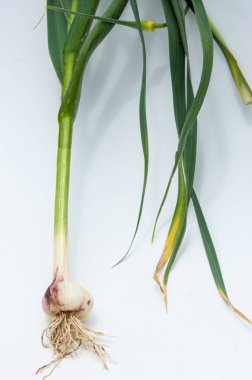 sarımsak. Sarımsak yaprak kök üzerinde olgunlaşmış değil