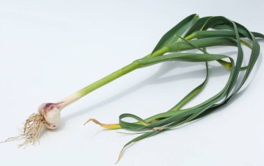 sarımsak. Sarımsak yaprak kök üzerinde olgunlaşmış değil