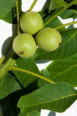 Ceviz süt kemâl (değil olgun, yeşil)