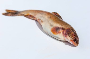 Diptychus maculatus. 