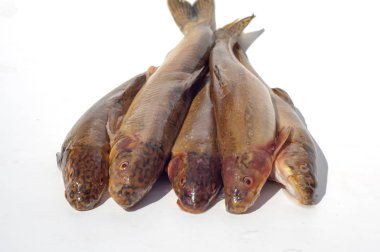 Diptychus maculatus. 