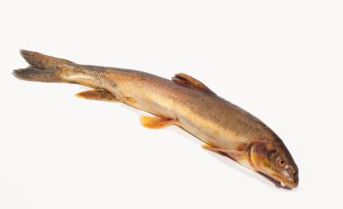 Diptychus maculatus. 