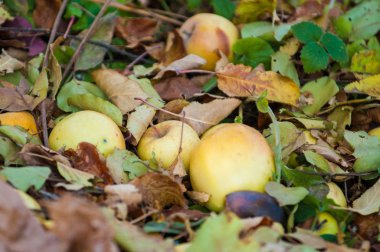 sulu olgun elmalar, yaklaşın.