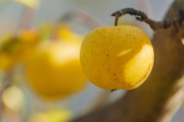 sulu olgun elmalar, yaklaşın.
