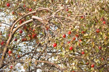 Sonbahar fotoğrafı, kırmızı-sarı yapraklar paleti süslüyor, doğa kış uykusundan önce uyuyor.