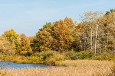 Sonbahar manzarası. Sonbahar Gölü karışık ormanı