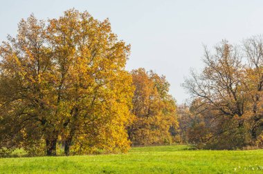 Sonbahar manzarası. Sonbahar Gölü karışık ormanı