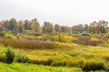Sonbahar karışık meşe ormanı