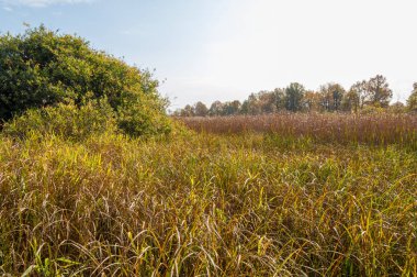 Sonbahar karışık meşe ormanı