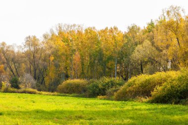 Sonbahar karışık meşe ormanı