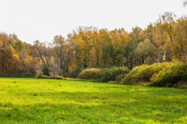 Sonbahar karışık meşe ormanı