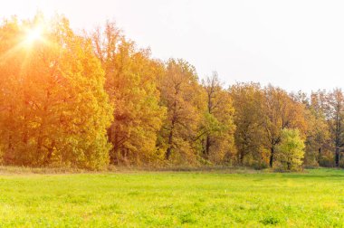 Sonbahar karışık meşe ormanı