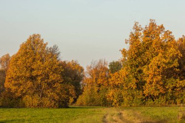 Sonbahar manzarası. Gölün üzerinde güzel bir sonbahar yeşilliği.