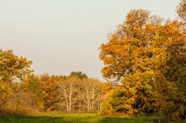 Sonbahar manzarası. Gölün üzerinde güzel bir sonbahar yeşilliği.