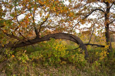  Manzara. Gölün üzerinde gün batımı, suya yansıyan düşen ağaçlar..